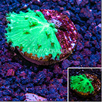 LiveAquaria® Cabbage Leather Coral (click for more detail)