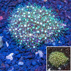 Starburst Polyps Indonesia (click for more detail)