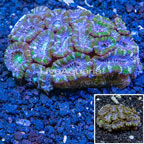 Acan Lord Coral Australia (click for more detail)