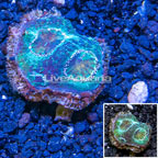 Acan Echinata Coral Vietnam (click for more detail)