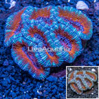 Acan Lord Coral Australia (click for more detail)