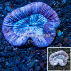 Open Brain Coral Australia (click for more detail)