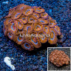 Acan Lord Coral Australia (click for more detail)