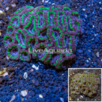 Acan Lord Coral Australia (click for more detail)