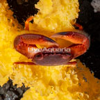 Trapezia Crab  (click for more detail)