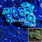 Acan Lord Coral Australia (click for more detail)