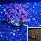 Cauliflower Colt Coral Indonesia (click for more detail)