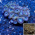 Acan Lord Coral Australia (click for more detail)