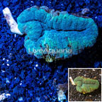 Lobed Brain Coral Australia (click for more detail)