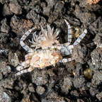 Pom Pom Crab [Blemish] (click for more detail)