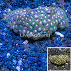 Zoanthus Coral Africa (click for more detail)