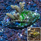 Acropora Coral Indonesia  (click for more detail)