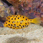 Cubicus Boxfish EXPERT ONLY  (click for more detail)