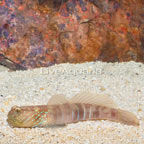 Lagoon Shrimp Goby (click for more detail)