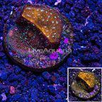 USA Cultured Stray Voltage Pavona Coral (click for more detail)