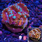 USA Cultured Acan Lord Coral (click for more detail)
