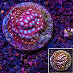 USA Cultured Captain America Cyphastrea Coral (click for more detail)