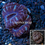 LiveAquaria® Cultured Acan Lord Coral  (click for more detail)