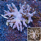 Sinularia Leather Coral Vietnam (click for more detail)