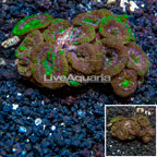 Acan Lord Coral Australia (click for more detail)