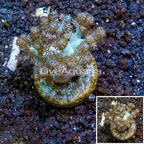 Pineapple Tree Coral Indonesia (click for more detail)