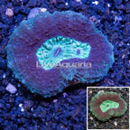 Lobed Brain Coral Australia (click for more detail)