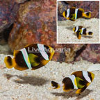 Allardi Clownfish, Pair (click for more detail)