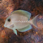 Orange Stripe Bristletooth Tang (click for more detail)