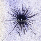 Black Longspine Urchin (click for more detail)