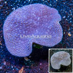 Toadstool Leather Coral Vietnam (click for more detail)