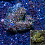 Zoanthus Coral Vietnam (click for more detail)