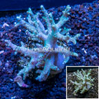 Sinularia Leather Coral Indonesia (click for more detail)