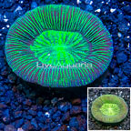 Open Brain Coral Australia (click for more detail)