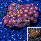 Zoanthus Coral Indonesia (click for more detail)