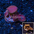 USA Cultured Protopalythoa Coral (click for more detail)