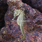 Captive-Bred Kuda Seahorse (click for more detail)