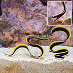 Black Ribbon Eel EXPERT ONLY (click for more detail)