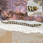 Snowflake Eel  (click for more detail)