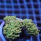 Yellow Tip Torch Coral Solomon (click for more detail)
