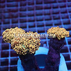 Branching Orange Frogspawn Coral Solomon (click for more detail)