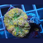 Ricordea Mushroom Coral Solomon (click for more detail)