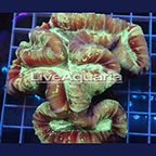 Open Brain Coral Solomon (click for more detail)