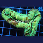 Open Brain Coral Solomon (click for more detail)
