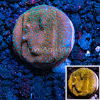 LiveAquaria® Aquacultured Orange Polyp Montipora Coral (click for more detail)