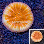 Scolymia Coral Australia (click for more detail)