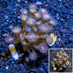 Zoanthus Coral Indonesia (click for more detail)