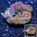 Mushroom Coral Vietnam (click for more detail)