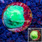 LiveAquaria® Cultured Cabbage Leather Coral  (click for more detail)