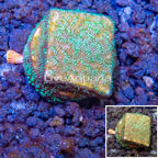 LiveAquaria® Cultured Green and Orange Psammacora Coral (click for more detail)