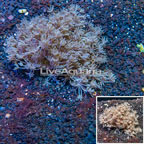  Xenia Coral Indonesia (click for more detail)